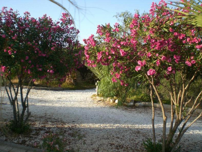 Casas Rurales Cortijo Torreblanca Parque Cabo De Gata El Pozo de los Frailes Exteriör bild
